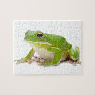 Puzzle Litora Infrafrenata, Grenouille