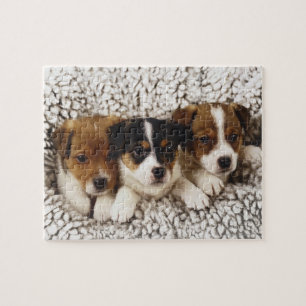 Puzzle Litter de chiots