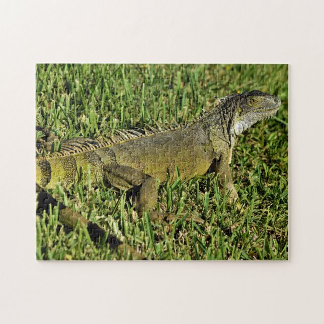 Puzzle Lizard d'Iguana vert en herbe (Horizontal)