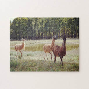 Puzzle Llamas par un casse-tête animal d'étang