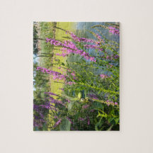 Loosestrifes roses
