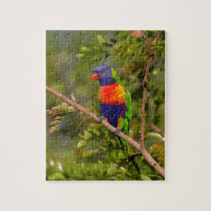 Puzzle Loriquet arc-en-ciel