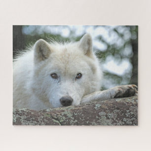 Puzzle LOUP ARCTIQUE 16x20 POUCES