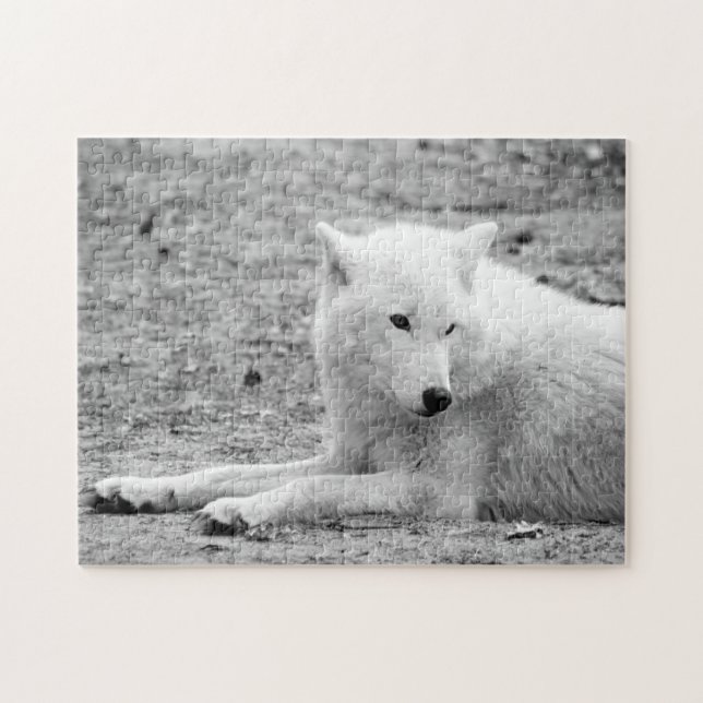 Puzzle Loup arctique - loup blanc (Horizontal)