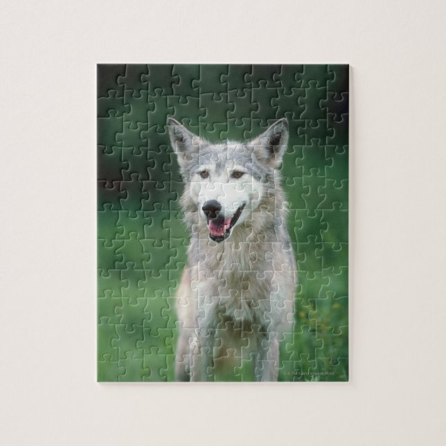 Puzzle Loup gris (Vertical)
