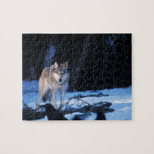 Puzzle loup gris, Canis lupus, dans les contreforts