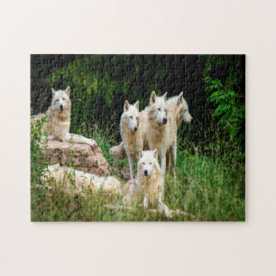 Puzzle loup sauvage