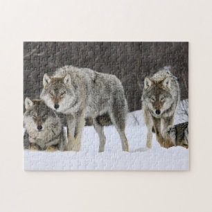 Puzzle Loups de Yellowstone