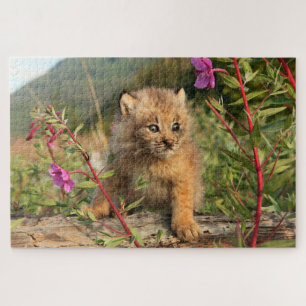 Puzzle Lynx Kitten, Canada, Alaska