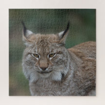 Lynx Vous Regarde