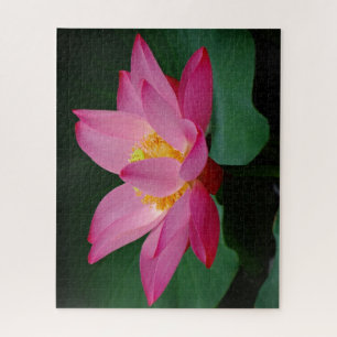 Puzzle Lys d'eau rose