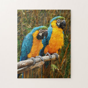 Puzzle Macaw