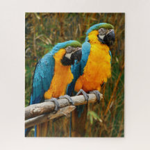 Puzzle Macaw