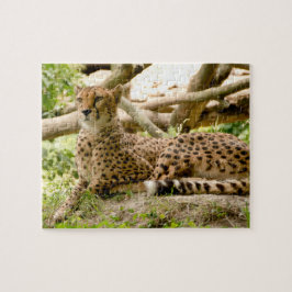 Puzzle Magnifique Cheetah Belle photo de chat