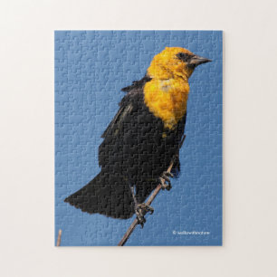 Puzzle Magnifique oiseau-noir à tête jaune lors d'une jou