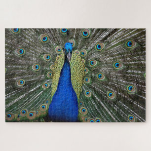 Puzzle Magnifique Paon Magnet
