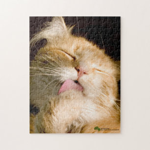 Puzzle Magnifique Preening Maine Coon Close Up Photograph