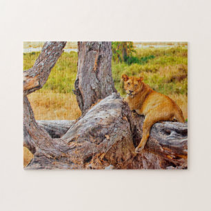 Puzzle Magnifiques Lions d'Afrique du Sud