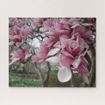 Magnolia rose
