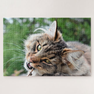 Puzzle Maine Coon Kitty Chat Mignonne animal amusant