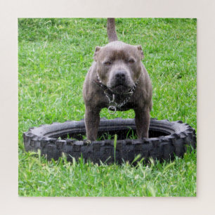 Puzzle Mâle adulte Staffordshire Terrier prêt à jouer,