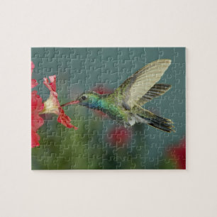Puzzle mâle se nourrissant sur Petunia, Madera Canyon, Ar