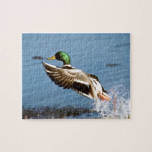 Puzzle Mallard Drake (Horizontal)