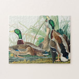 Puzzle Mallard Duck from Birds of America (Audubon)
