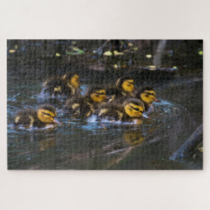 Puzzle Mallard Ducklings