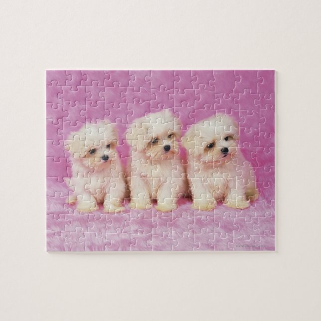 Puzzle Maltese Dog ; est une petite race de chien blanc q (Horizontal)
