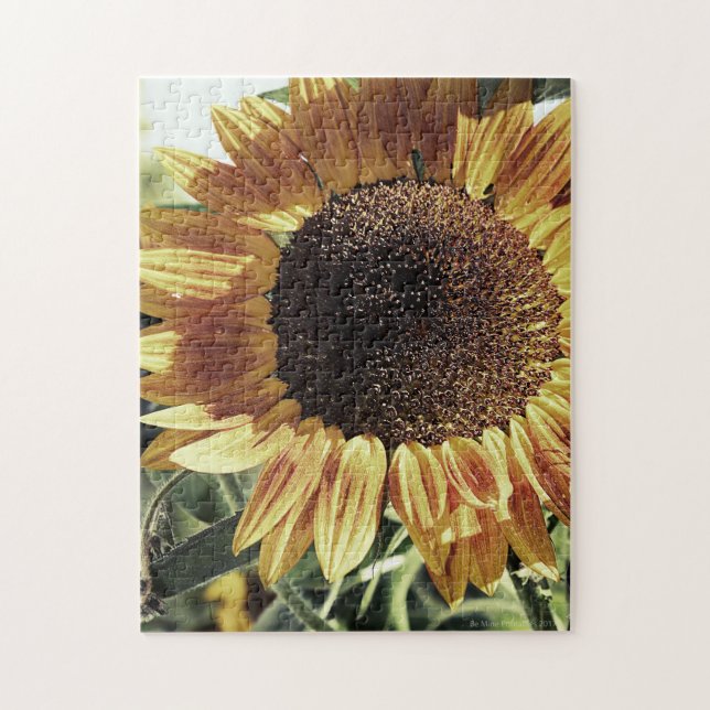 Puzzle Mammoth Sunflower Photographie (Vertical)