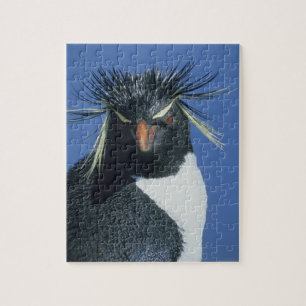 Puzzle Manchot de Hoppe (Eudyptes chrysocome)
