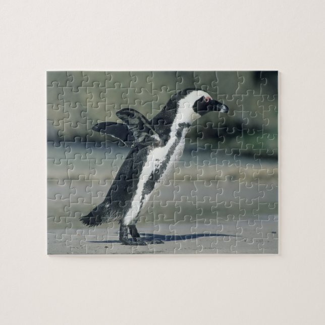 Puzzle Manchot du Cap (Horizontal)
