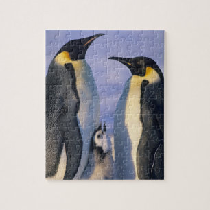 Puzzle Manchots empereurs (Aptenodytes forsteri) Adultes