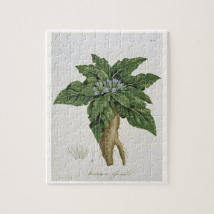 Puzzle Mandragora Officinarum de 'Phytographie Medicale