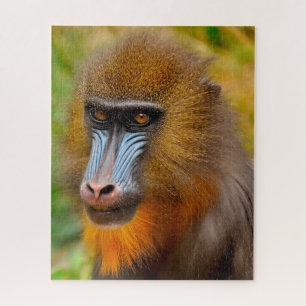 Puzzle Mandrill Singes.