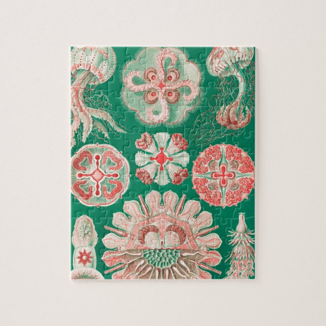 Puzzle Méduse, Discomedusae par Ernst Haeckel (Vertical)