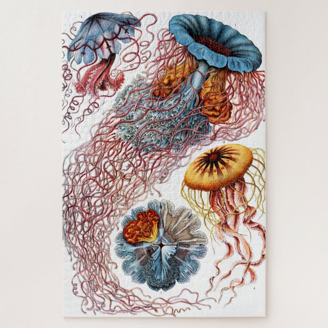 Puzzle Méduse (Scheibenquallen) par Ernst Haeckel (Vertical)