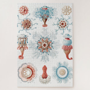 Puzzle Méduses, Siphonophorae Staatsquallen Marine Life