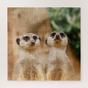 Puzzle Meerkat Couple 003