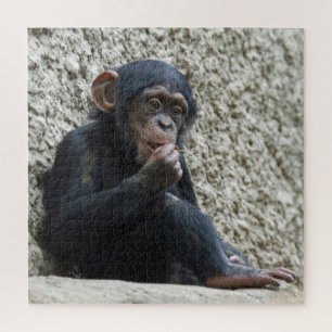 Puzzle Mer de Chimpané 013