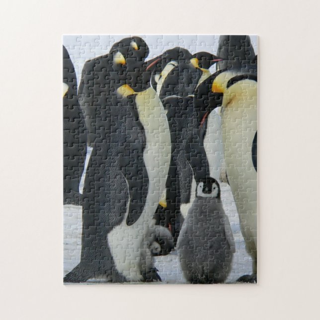 Puzzle Mère et bébé Animal Penguin Photographie Animal (Vertical)