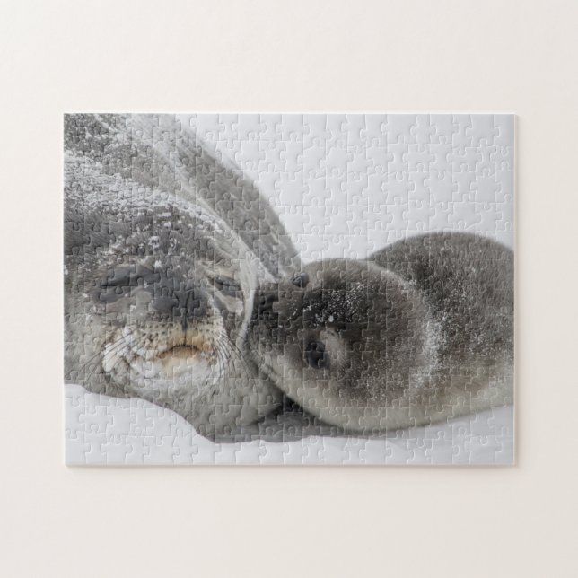 Puzzle Mère Et Bébé Seal Love (Horizontal)