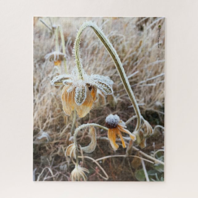 Puzzle Mère Nature Touché Frosty Rudbeckia Fleurs (Vertical)