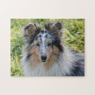 Puzzle Merle Shetland Sheepdog - Chien de Sheltie