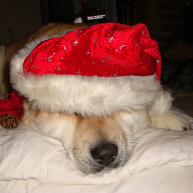 Puzzle mignon chien akita dormir habillé pour noël (Créateur téléchargé)