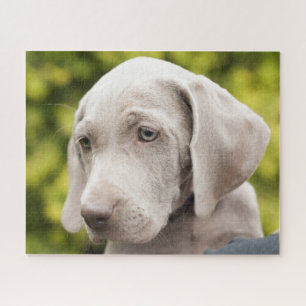 Puzzle Mignonne Weimaraner Chien chiot