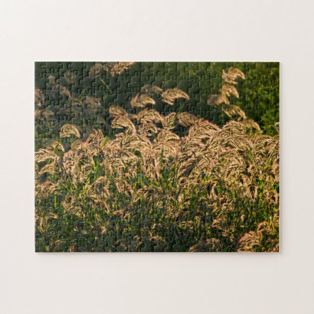 Puzzle Millet sauvage (Panicum Sp.) Cultivation En Mer (Horizontal)
