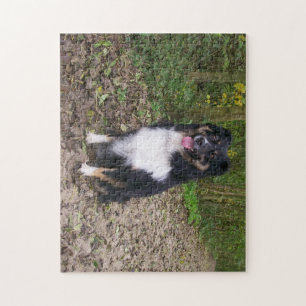 Puzzle Miniature American Shepherd Black Tri assis