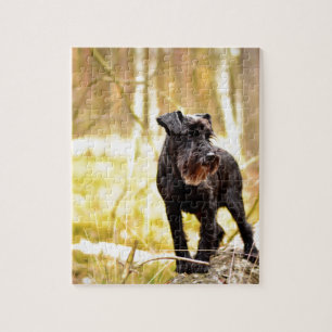 Puzzle miniature-schnauzer